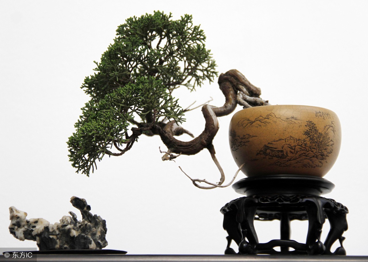 清韵优雅的盆景欣赏,盆景欣赏难得一见的绝美盆景艺术