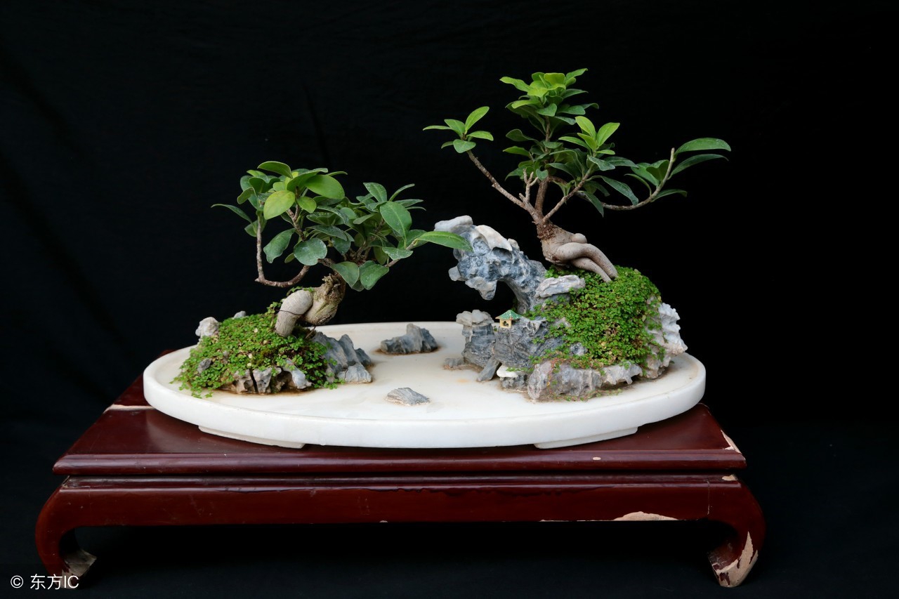 清韵优雅的盆景欣赏,盆景欣赏难得一见的绝美盆景艺术