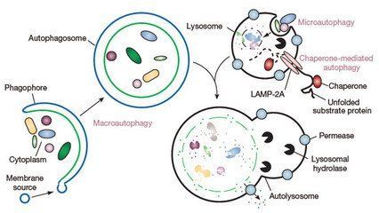 16小时断食有什么坏处吗,断食减肥会不会伤胃