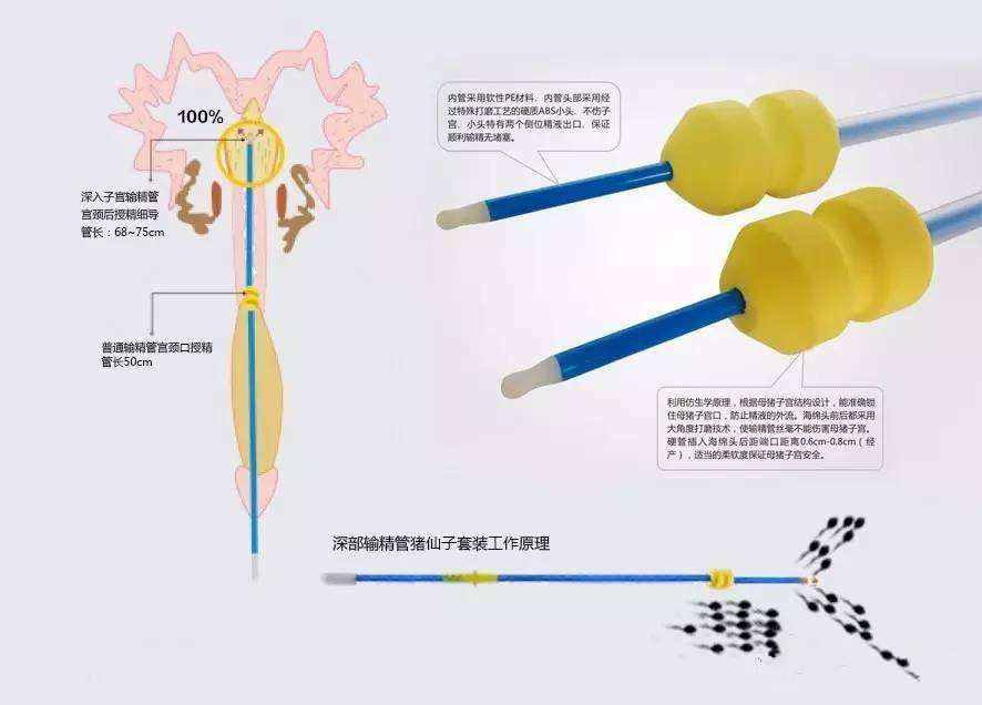 猪场后备母猪人工深度授精,母猪输精养猪技术教程大全