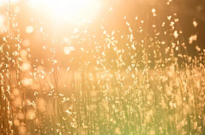 三伏天人都受不了，养兔人这个夏天怎样给兔兔降温？