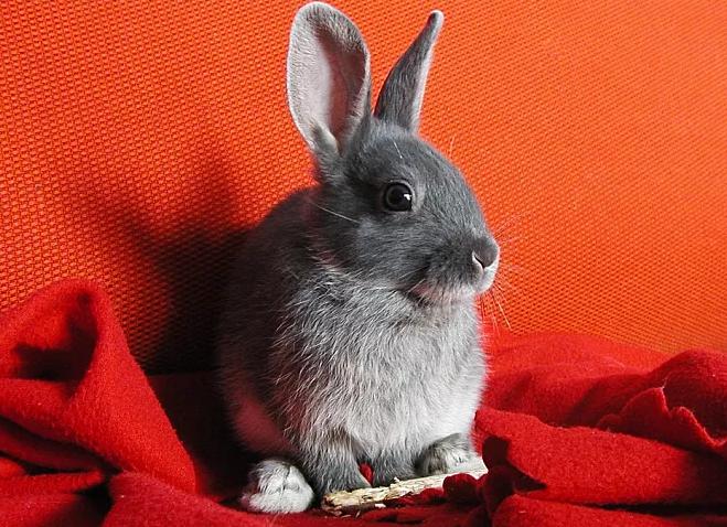 三伏天人都受不了，养兔人这个夏天怎样给兔兔降温？