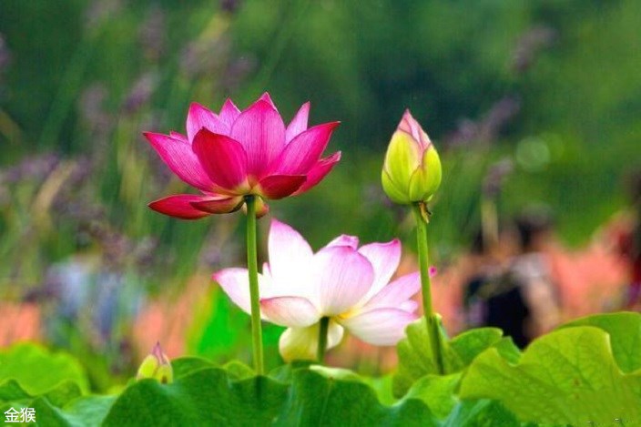 一段说不出滋味的经历,一段不清道不明的感情