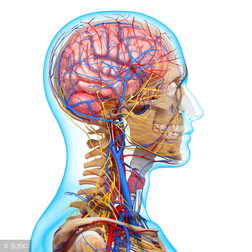 身体4个部位“青筋”凸出明显,可能预示健康有恙,请多加注意
