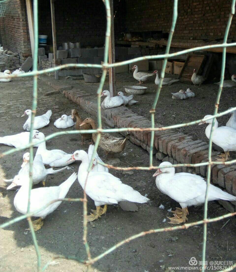 淄川哪有卖散养鸡,淄川三台山散养公鸡