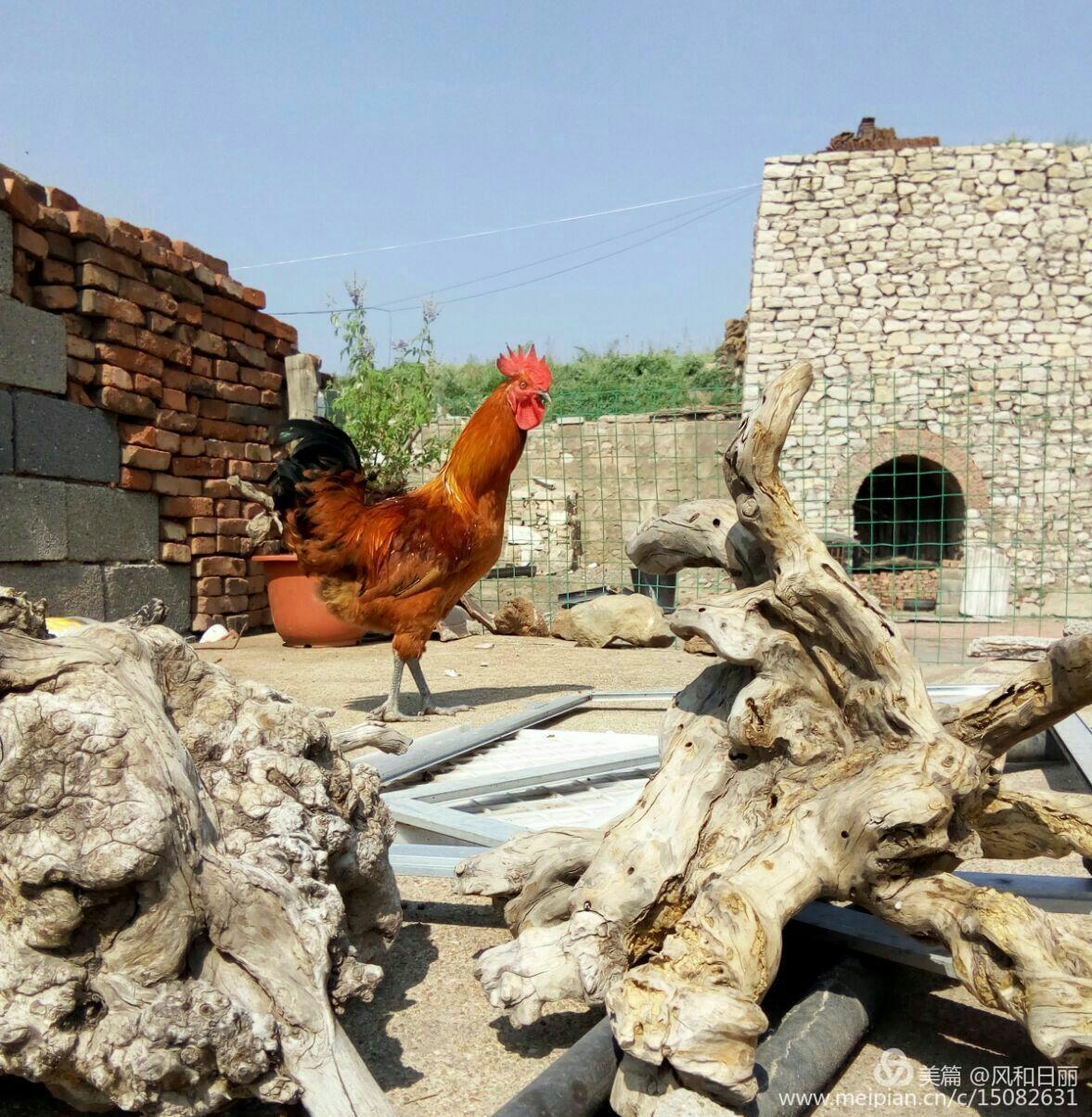 淄川哪有卖散养鸡,淄川三台山散养公鸡