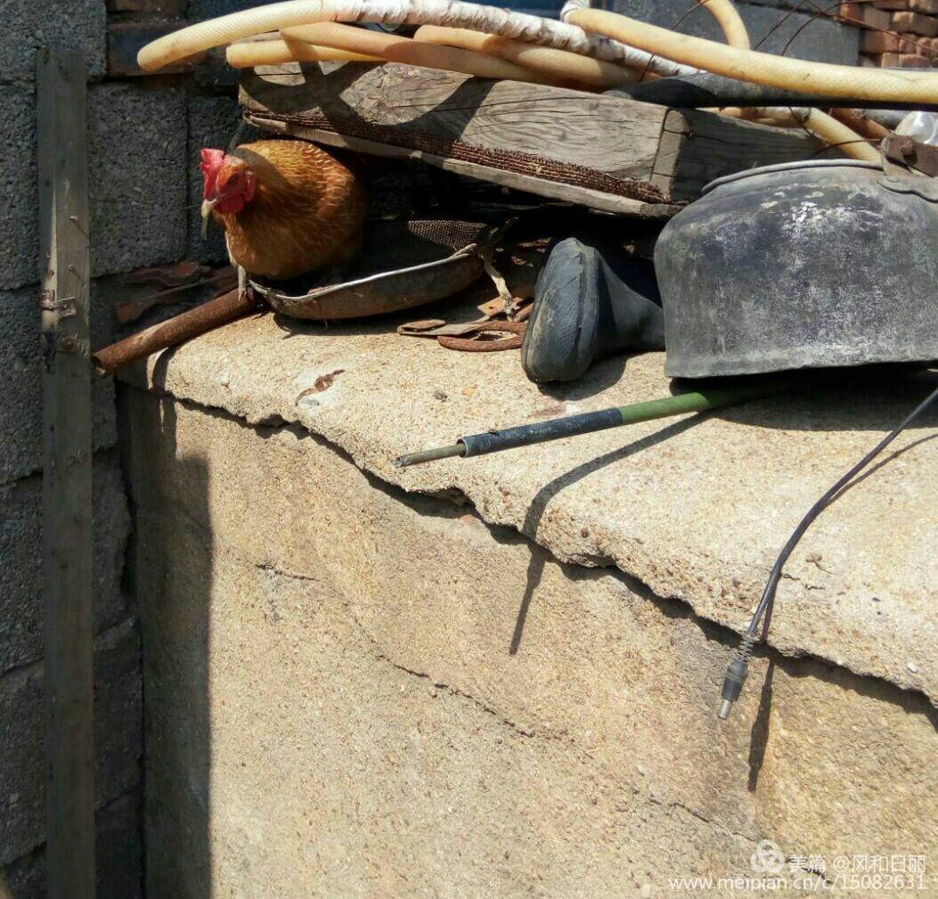 淄川哪有卖散养鸡,淄川三台山散养公鸡