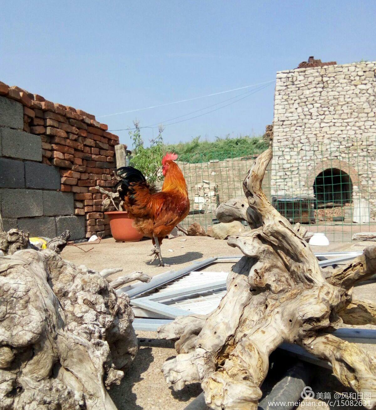 淄川哪有卖散养鸡,淄川三台山散养公鸡