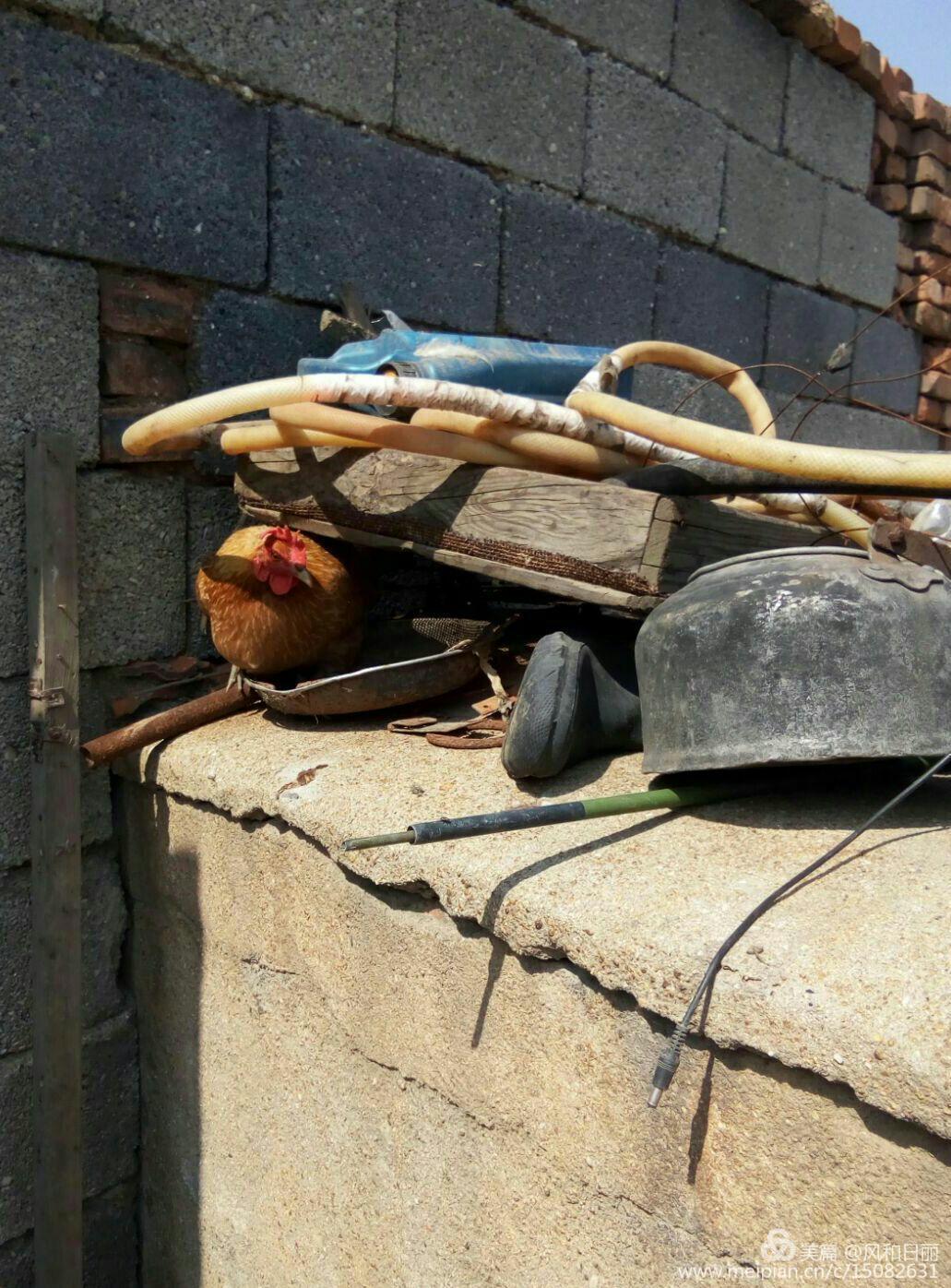 淄川哪有卖散养鸡,淄川三台山散养公鸡