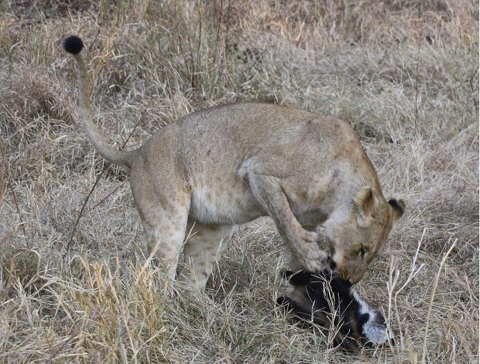 平头哥对战巨蜥,食蚁兽与平头哥对决