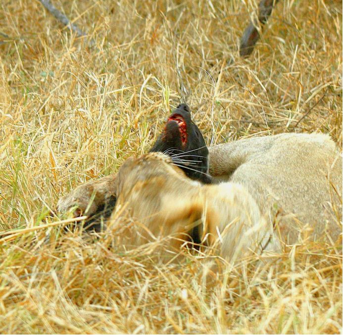 平头哥对战巨蜥,食蚁兽与平头哥对决