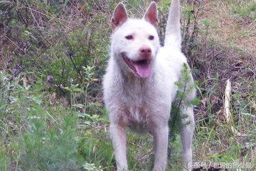 中国最凶猛的猎犬排名,藏獒在十大猛犬上排第几
