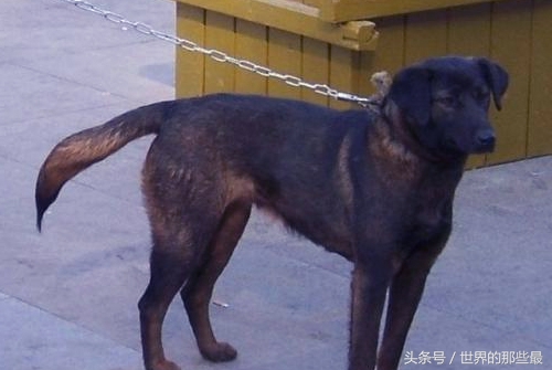 中国最凶猛的猎犬排名,藏獒在十大猛犬上排第几