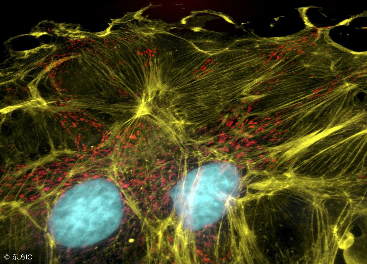 生命的起源与进化生物视频,生命的起源与进化历史纪录片