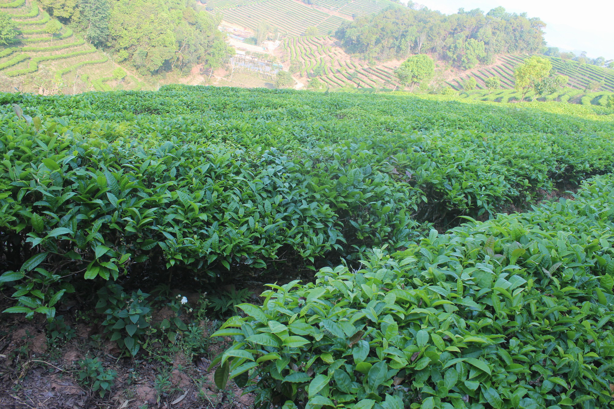 揭秘小青柑茶叶内幕,行业内幕大揭秘青柑普洱