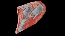 新西兰人为什么强壮,新西兰人这么懒为什么还这么富有