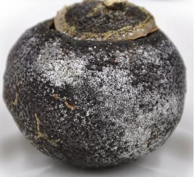 揭秘小青柑茶叶内幕,行业内幕大揭秘青柑普洱