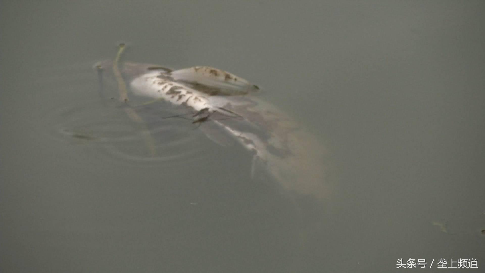 水产养殖遇高温怎么办,高温水产养殖大量死亡原因