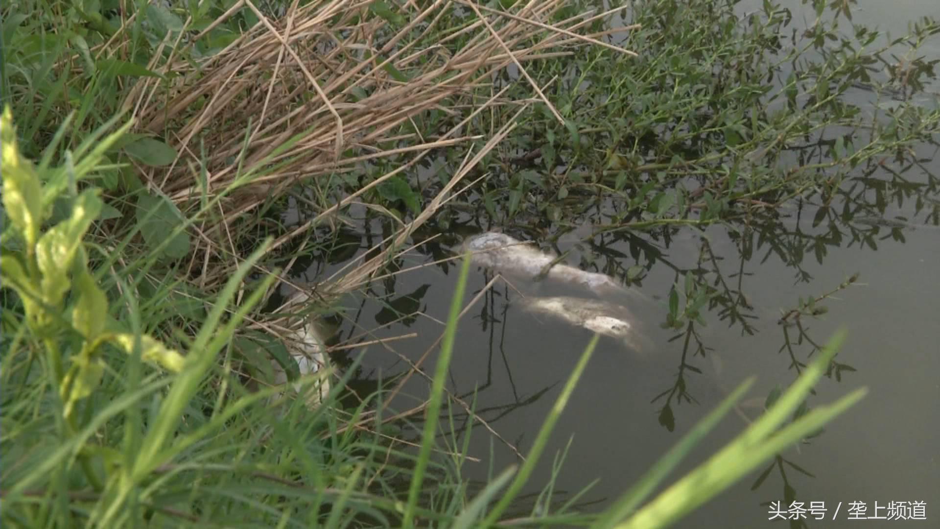 水产养殖遇高温怎么办,高温水产养殖大量死亡原因