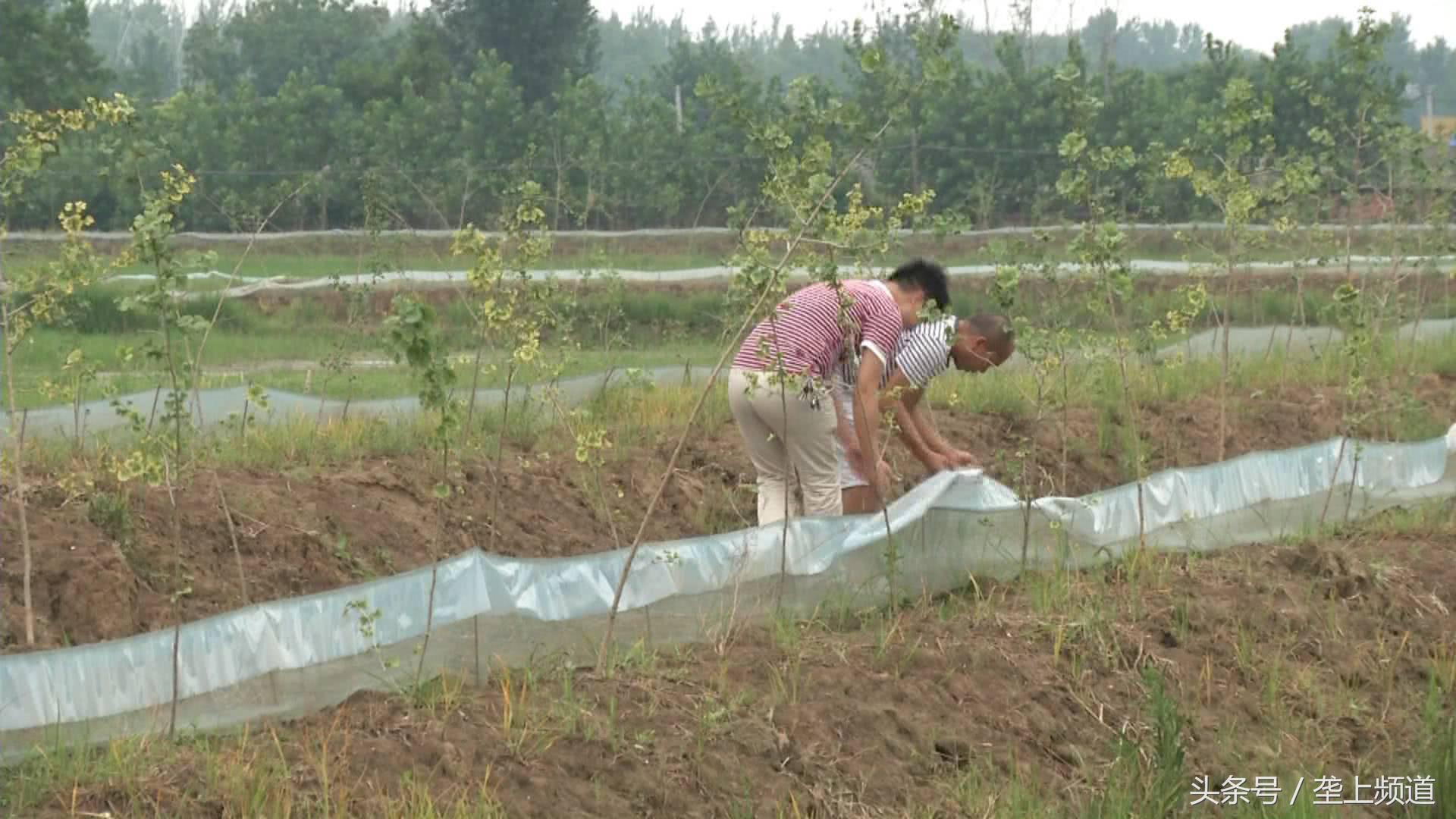 水产养殖遇高温怎么办,高温水产养殖大量死亡原因
