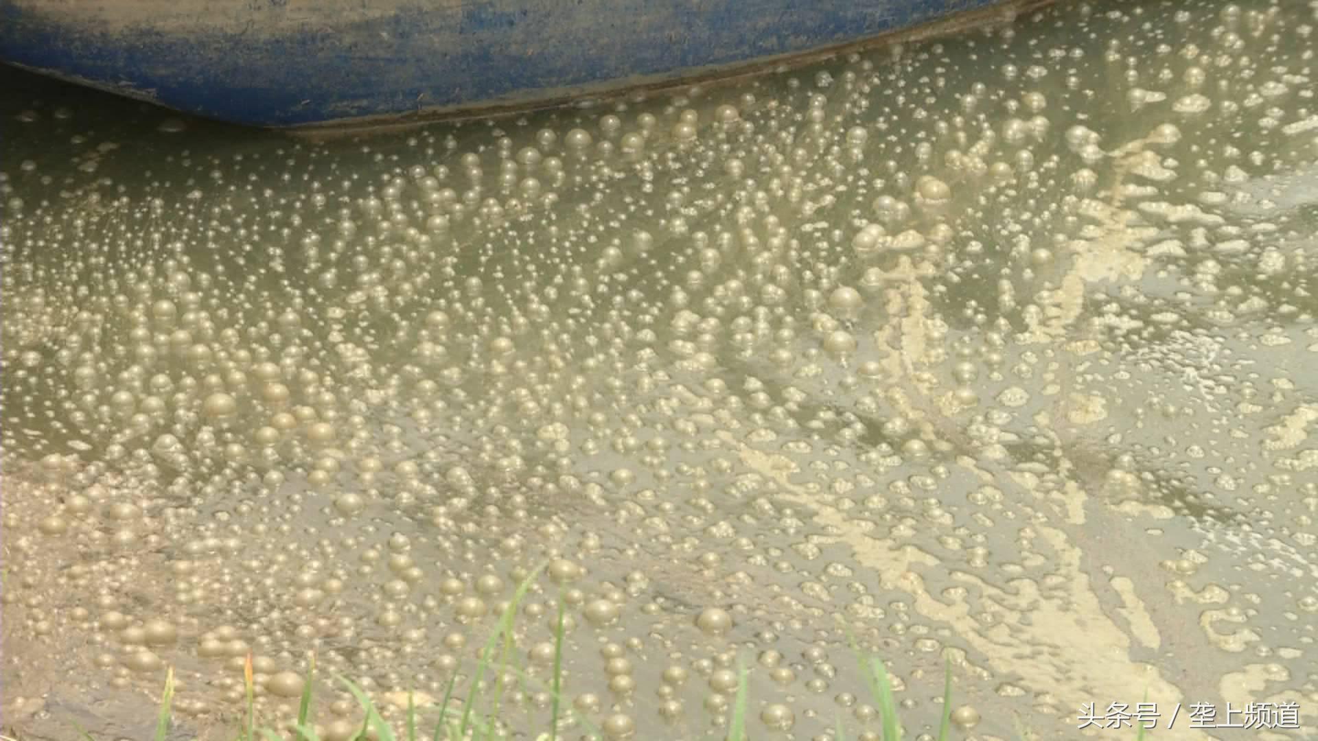 水产养殖遇高温怎么办,高温水产养殖大量死亡原因