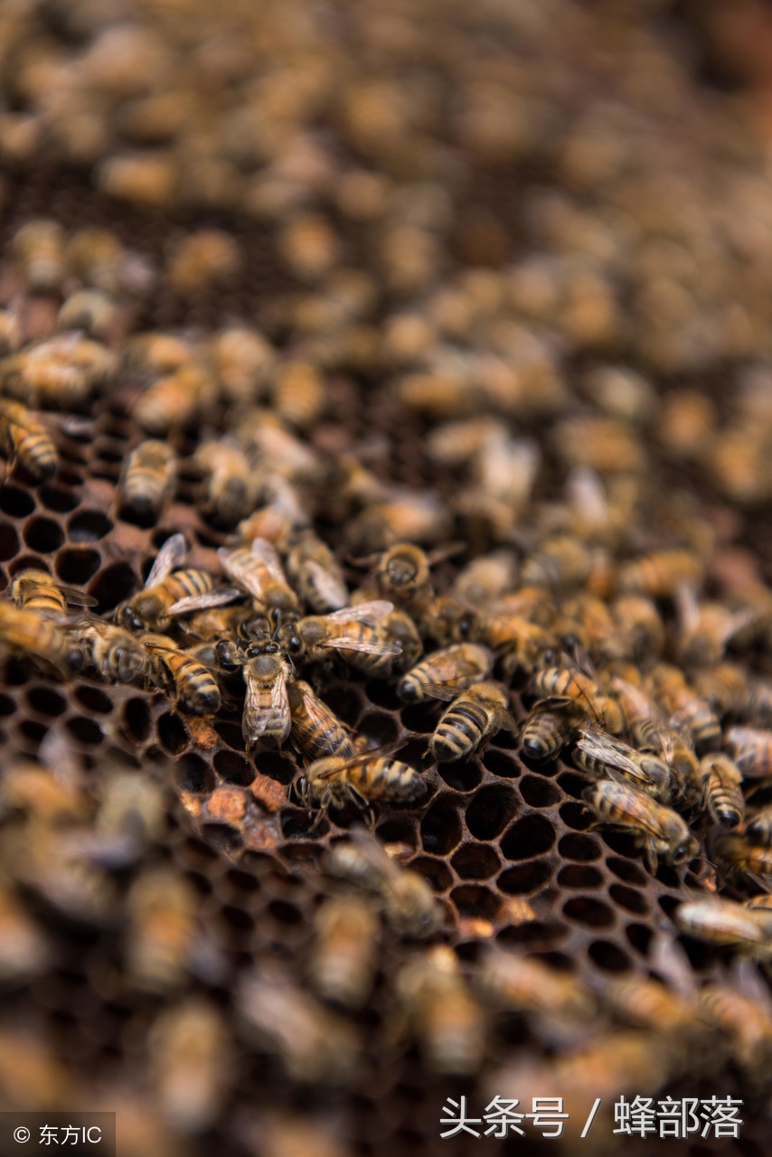 蜜蜂蜂箱水分很多怎么办,蜜蜂蜂群太少怎么解决