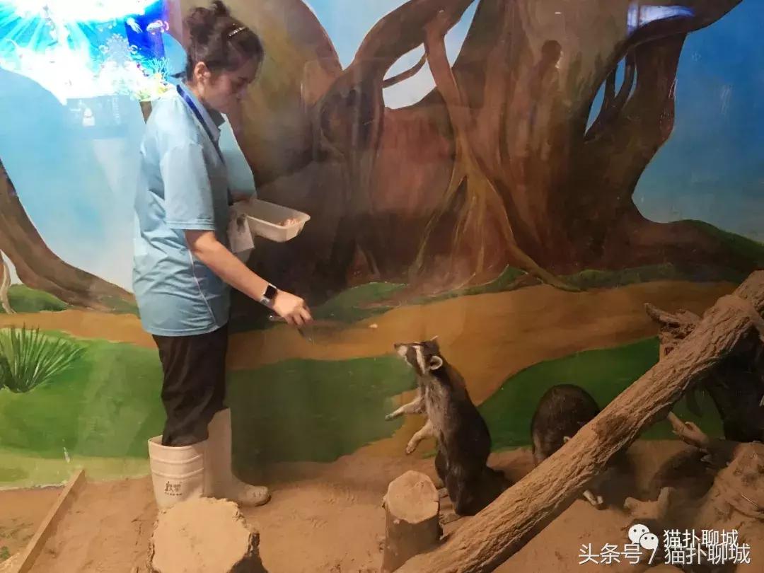 暑期去新澳海底世界,暑假去哪玩海底世界