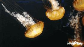 暑期去新澳海底世界,暑假去哪玩海底世界