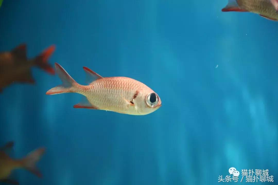 暑期去新澳海底世界,暑假去哪玩海底世界