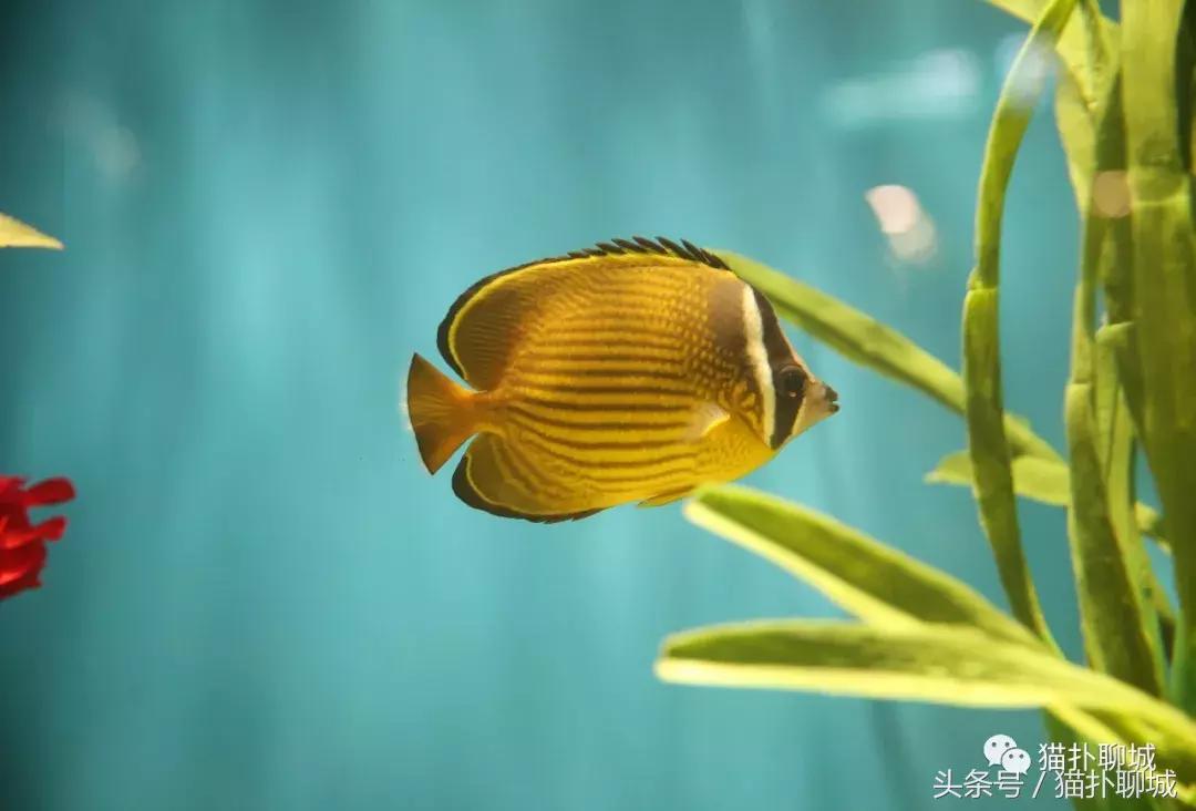 暑期去新澳海底世界,暑假去哪玩海底世界