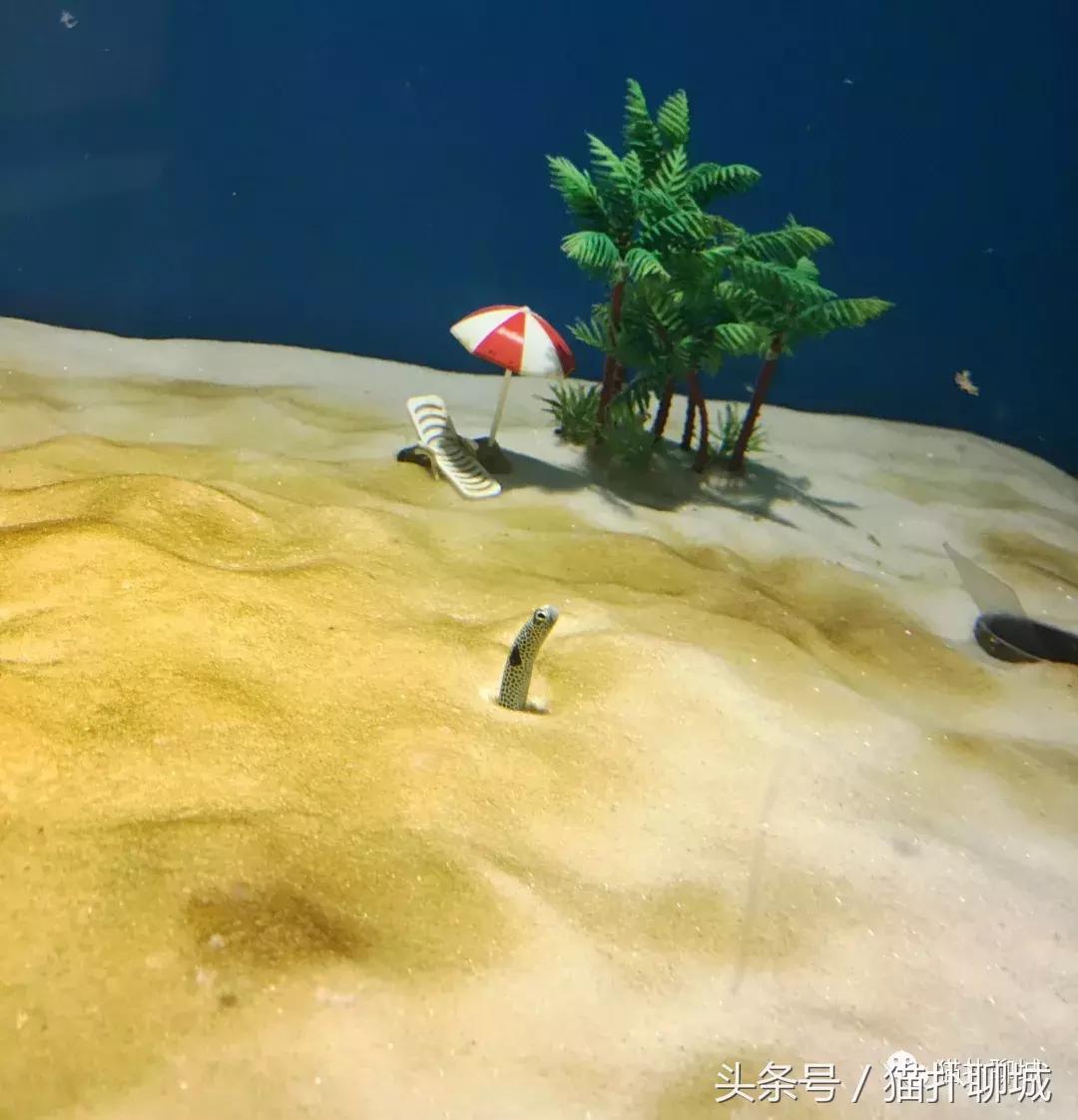 暑期去新澳海底世界,暑假去哪玩海底世界