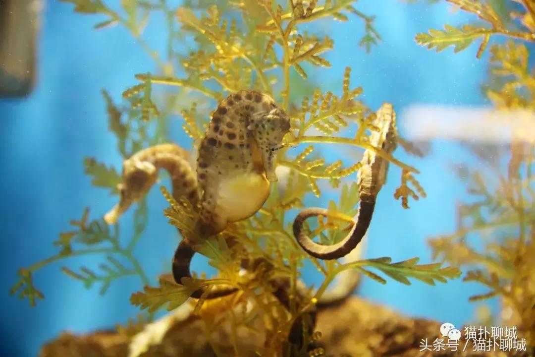 暑期去新澳海底世界,暑假去哪玩海底世界