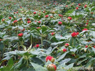 2023中药材市场价格行情视频,中药材价格走势最新消息