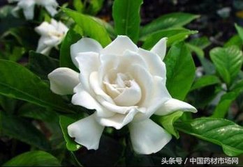 2023中药材市场价格行情视频,中药材价格走势最新消息