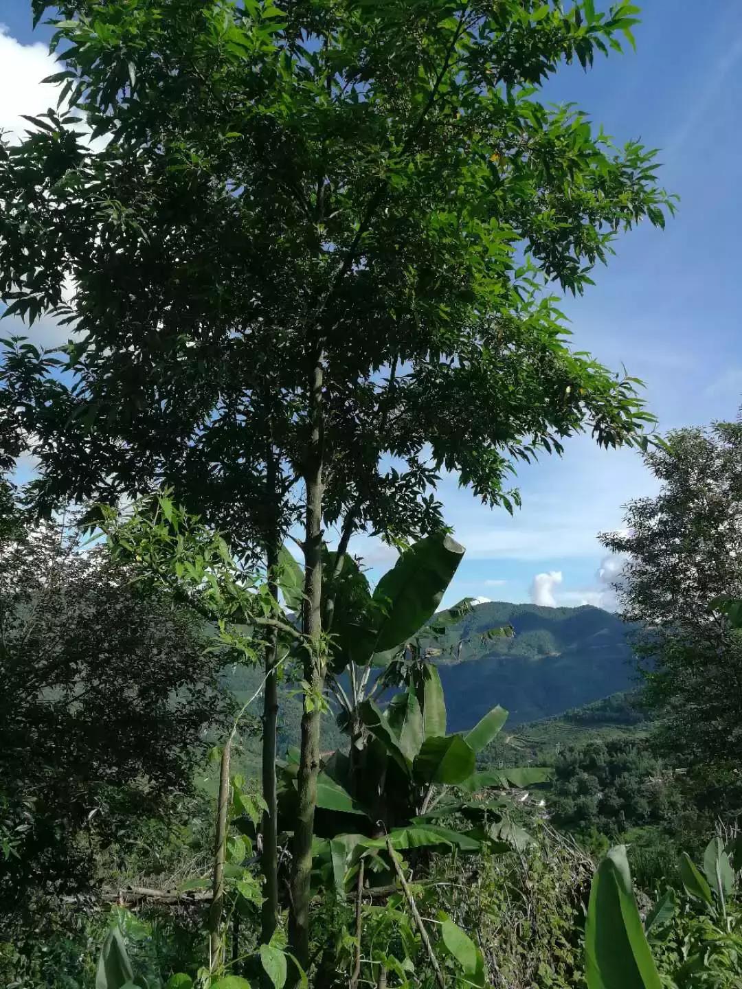 木姜子鸡脚的正宗做法,木姜子鸡脚超辣正宗做法