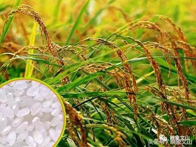 说实话生活,说实话还是在老家安逸