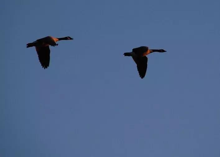 念念不忘必有回响bgm完整版,念念不忘必有回响可信吗