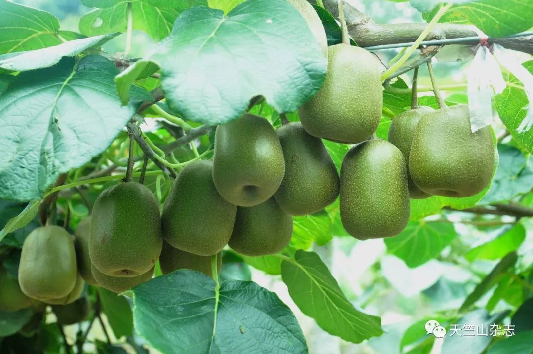 山珍美味,山珍美味简介