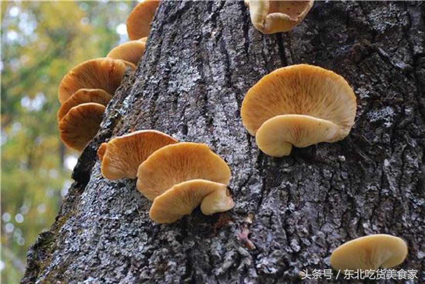 东北哪种野生菌最好,东北都有哪些野生菌