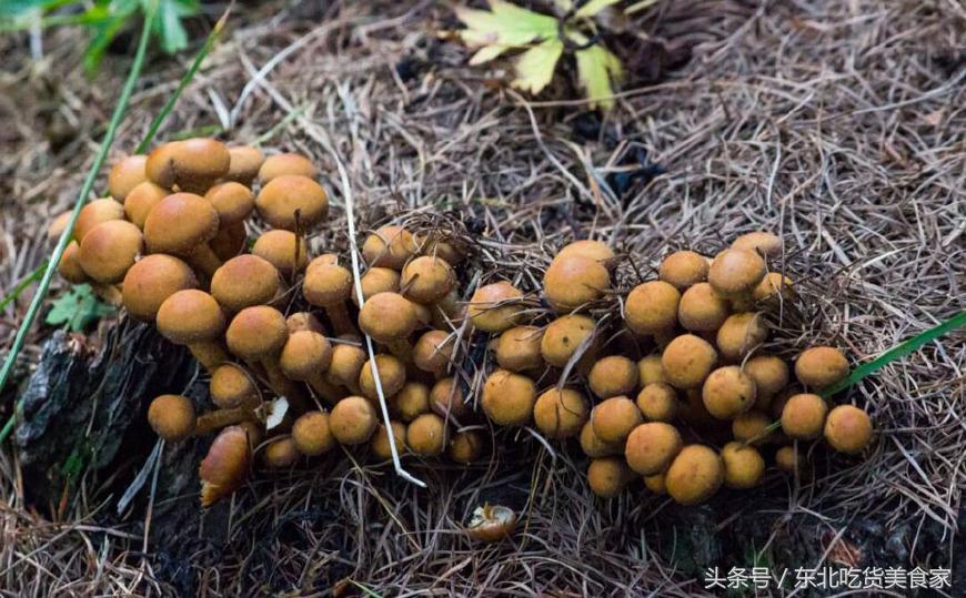 东北哪种野生菌最好,东北都有哪些野生菌