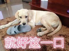 怎样让狗狗改掉咬鞋子的坏习惯,纠正狗狗咬主人鞋子的三招