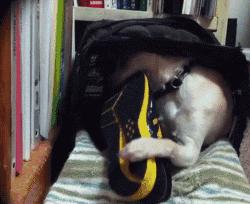 怎样让狗狗改掉咬鞋子的坏习惯,纠正狗狗咬主人鞋子的三招