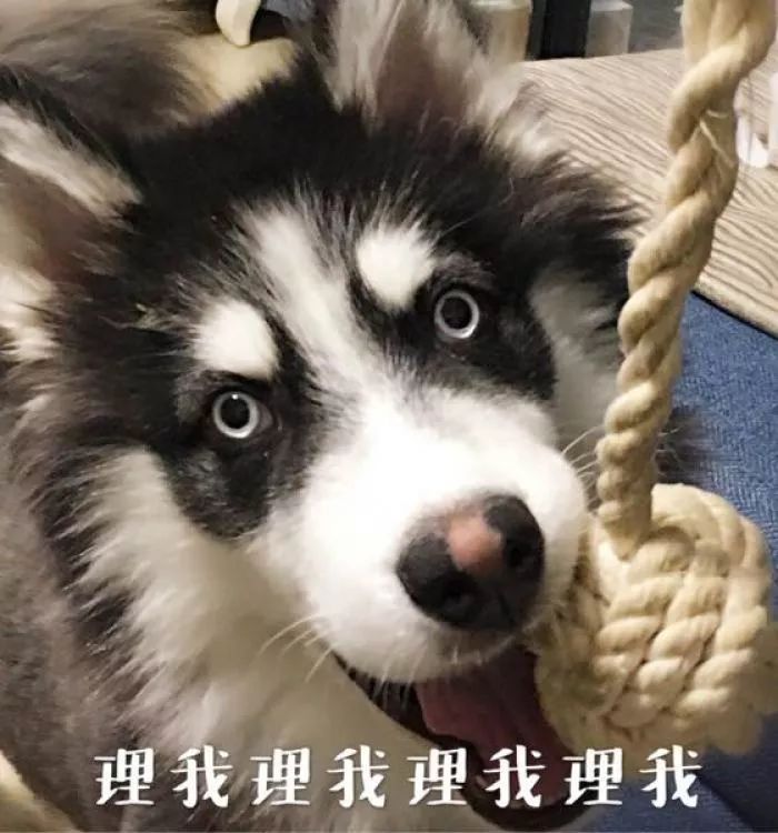 怎样让狗狗改掉咬鞋子的坏习惯,纠正狗狗咬主人鞋子的三招