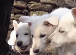 怎样让狗狗改掉咬鞋子的坏习惯,纠正狗狗咬主人鞋子的三招