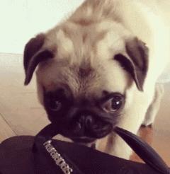 怎样让狗狗改掉咬鞋子的坏习惯,纠正狗狗咬主人鞋子的三招