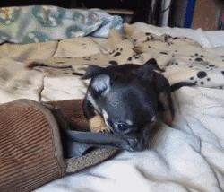 怎样让狗狗改掉咬鞋子的坏习惯,纠正狗狗咬主人鞋子的三招