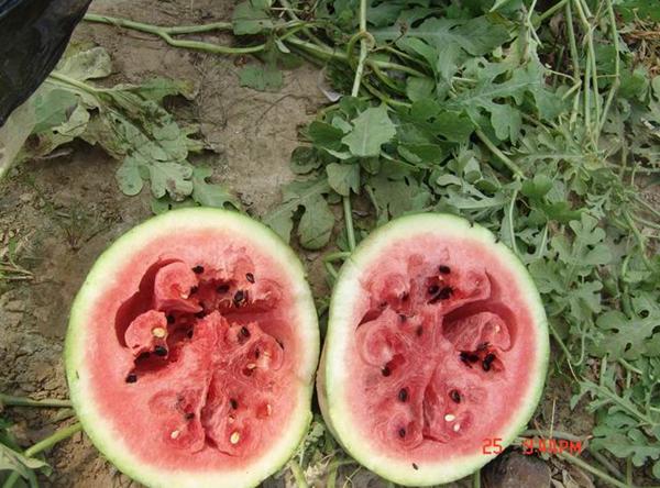 西瓜成熟了为什么味道有点酸,西瓜烂瓤是什么原因