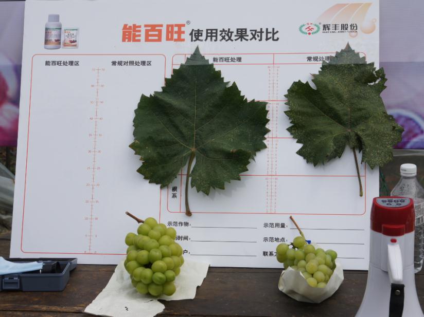 能百旺有什么增产套餐,能百旺百亿粮食增产计划