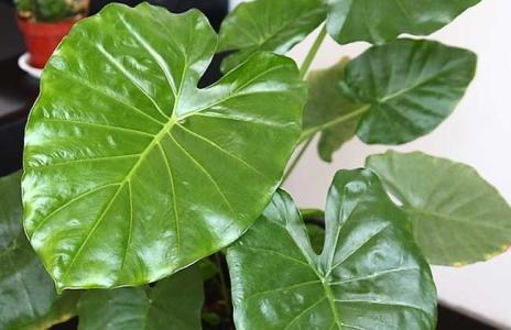 养殖滴水观音怎么让它死,滴水观音根部腐烂怎么办