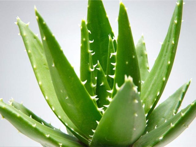 芦荟可以净化空气吗,家中种芦荟利风水吗